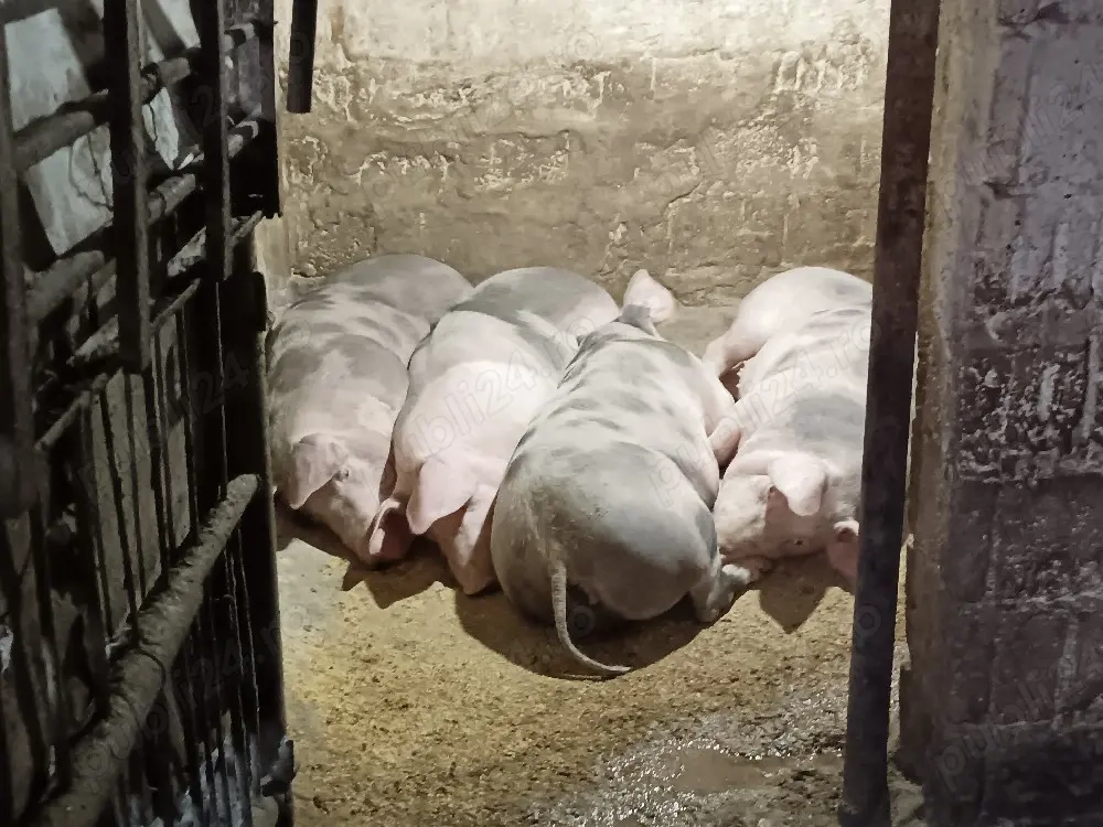 porci grași 