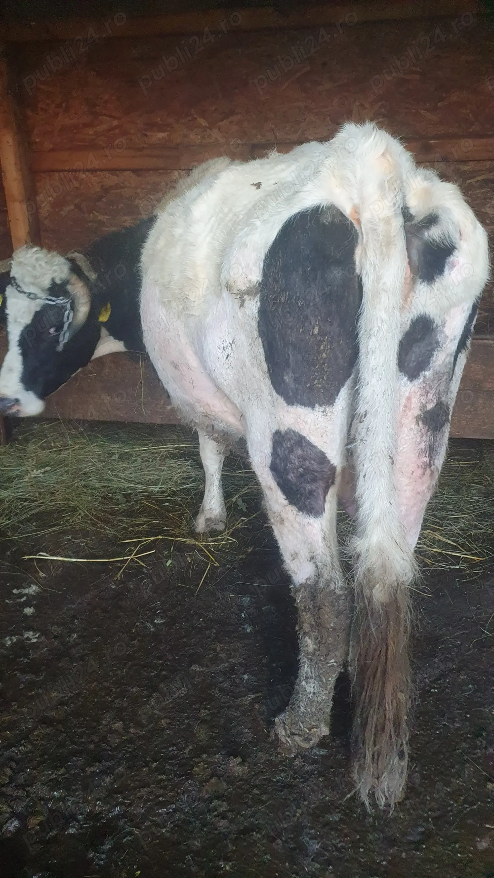 Vand vaca tanara afata 