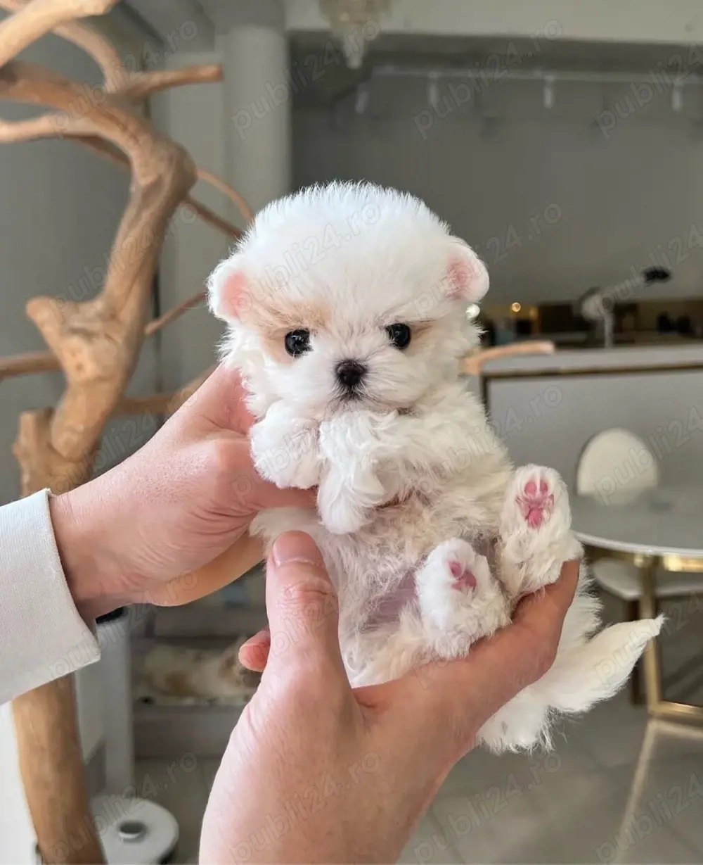 Maltipoo Toy