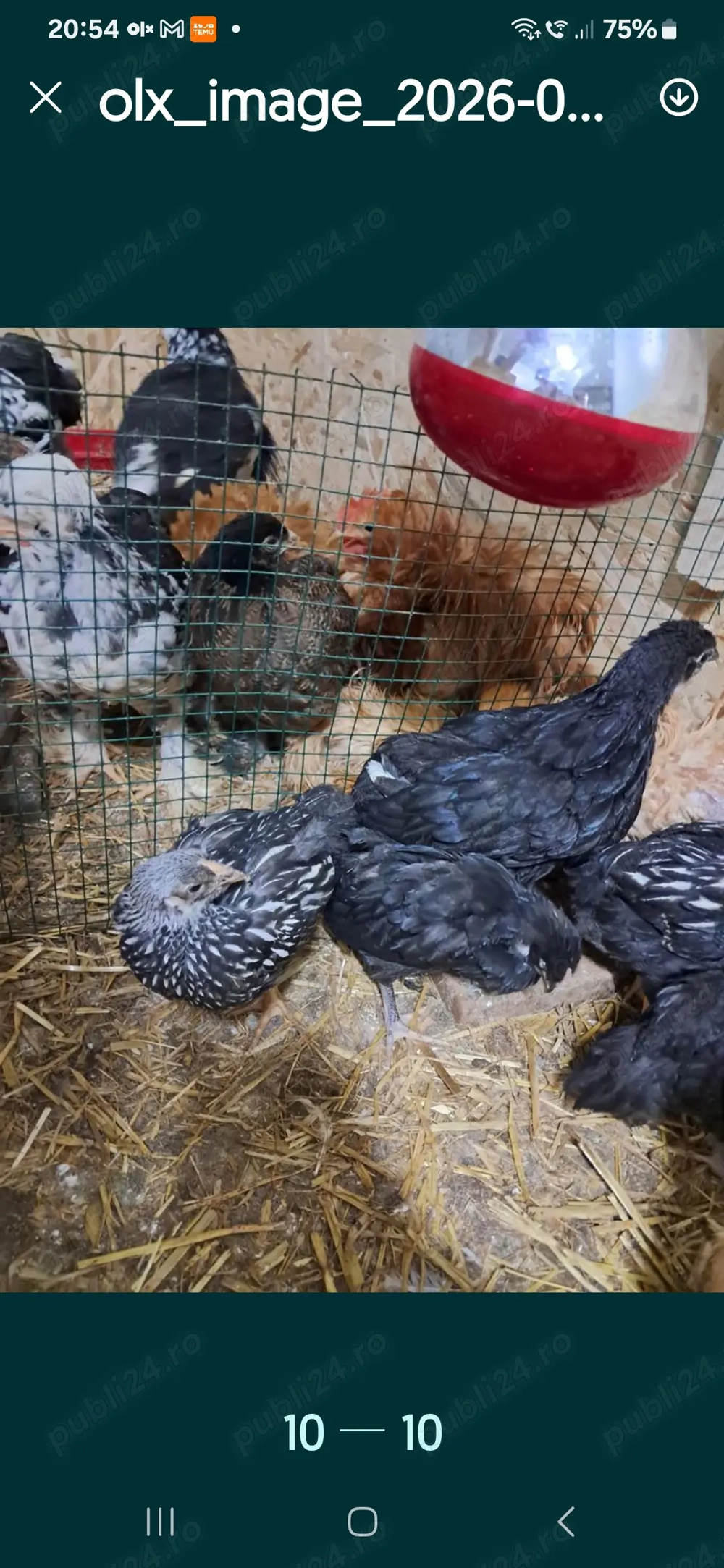 Pui de matase japoneză, cochin pitic frezat și golașe barboase încălțate frezate