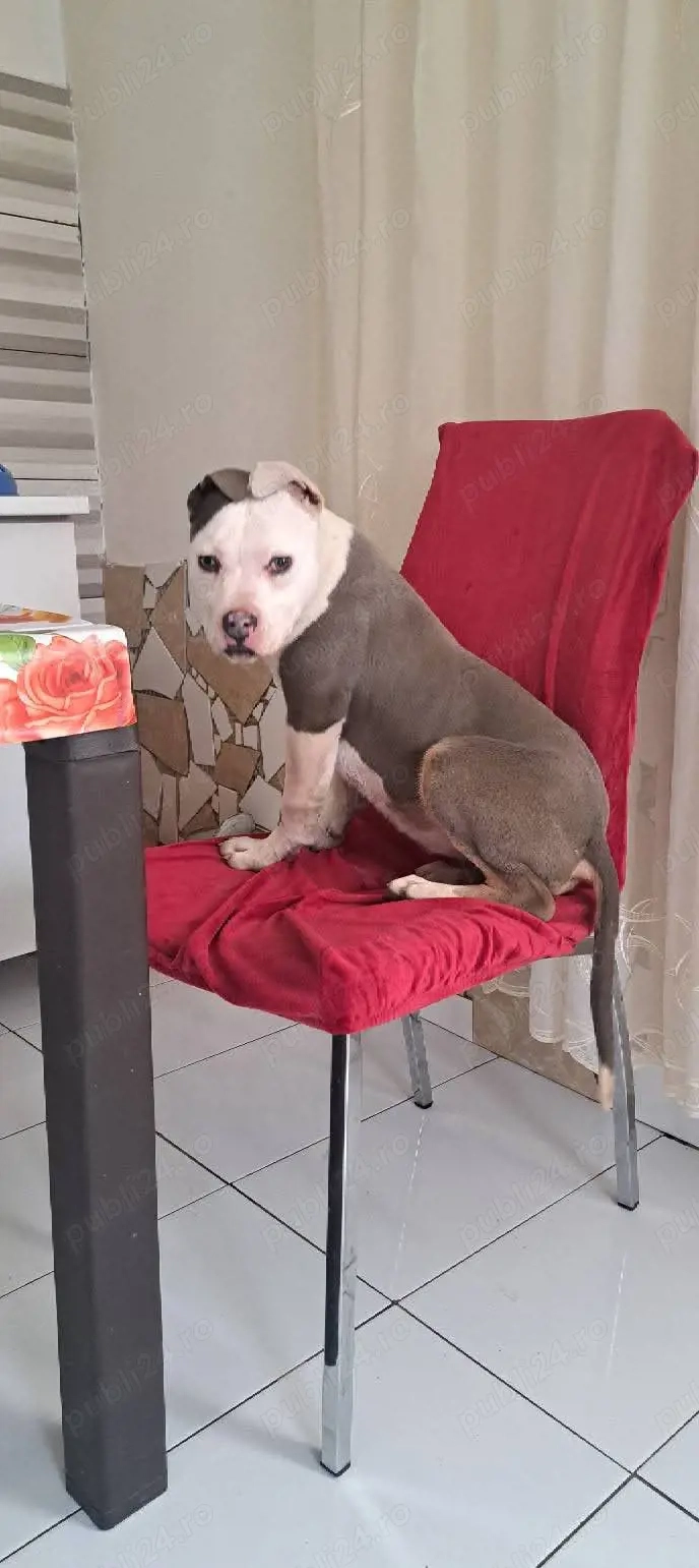 Vând Amstaff Blue 5 lunite este Fetița !!