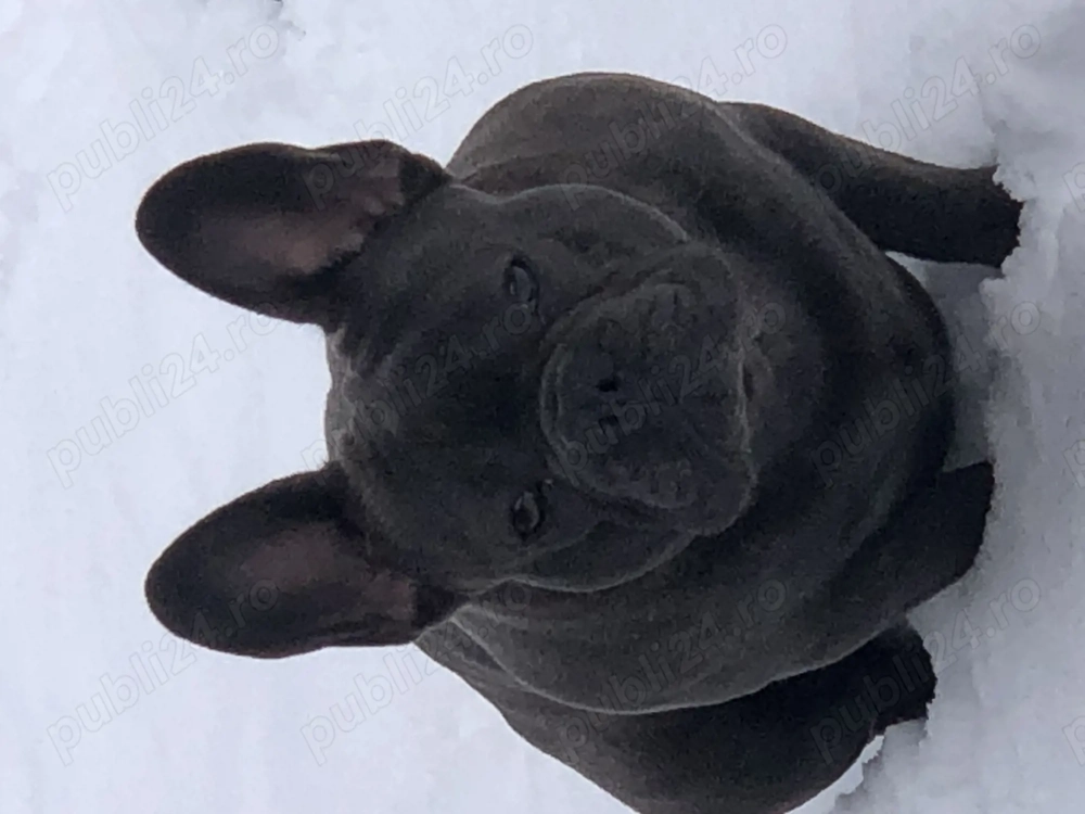 Buldog francez pentru monta