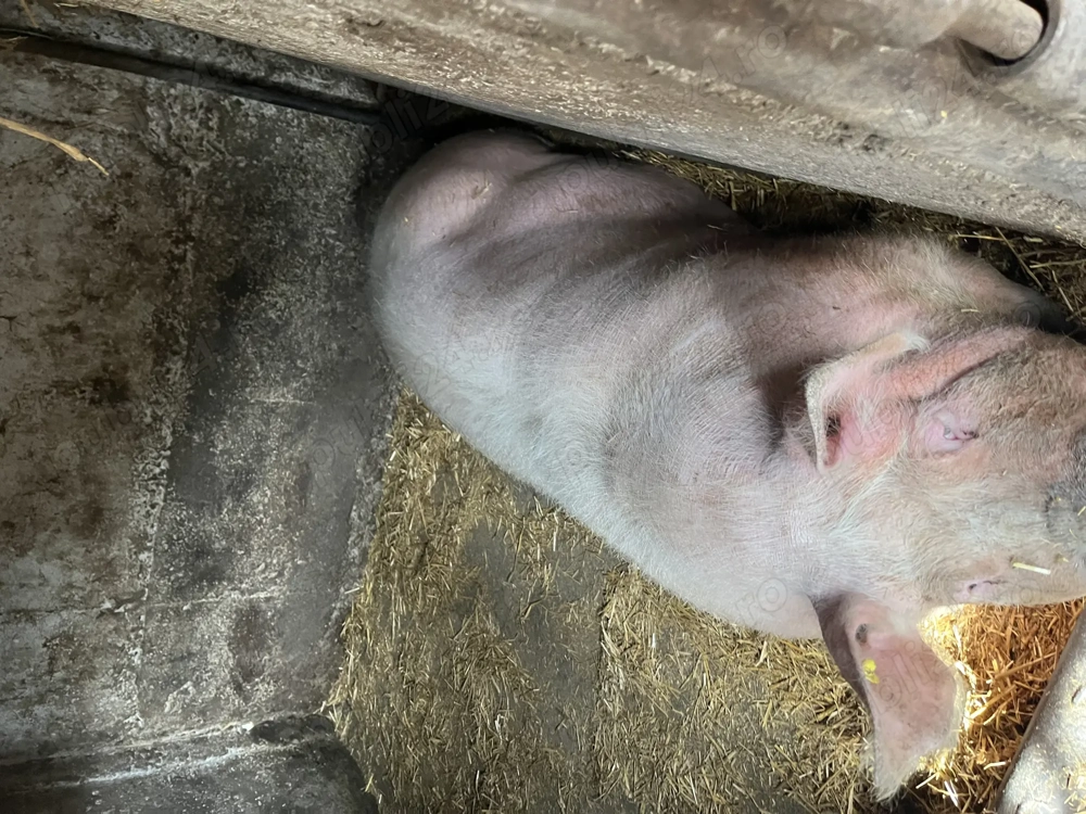 Disponibila, pret negociabil