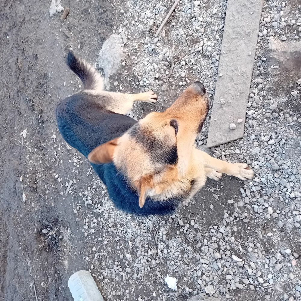 Ciobănesc German (Câine Lup)   2 ani, partenerul ideal, blând și ascultător 