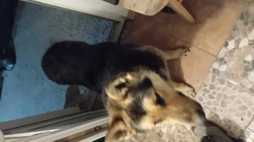 Donez Ciobănesc German 