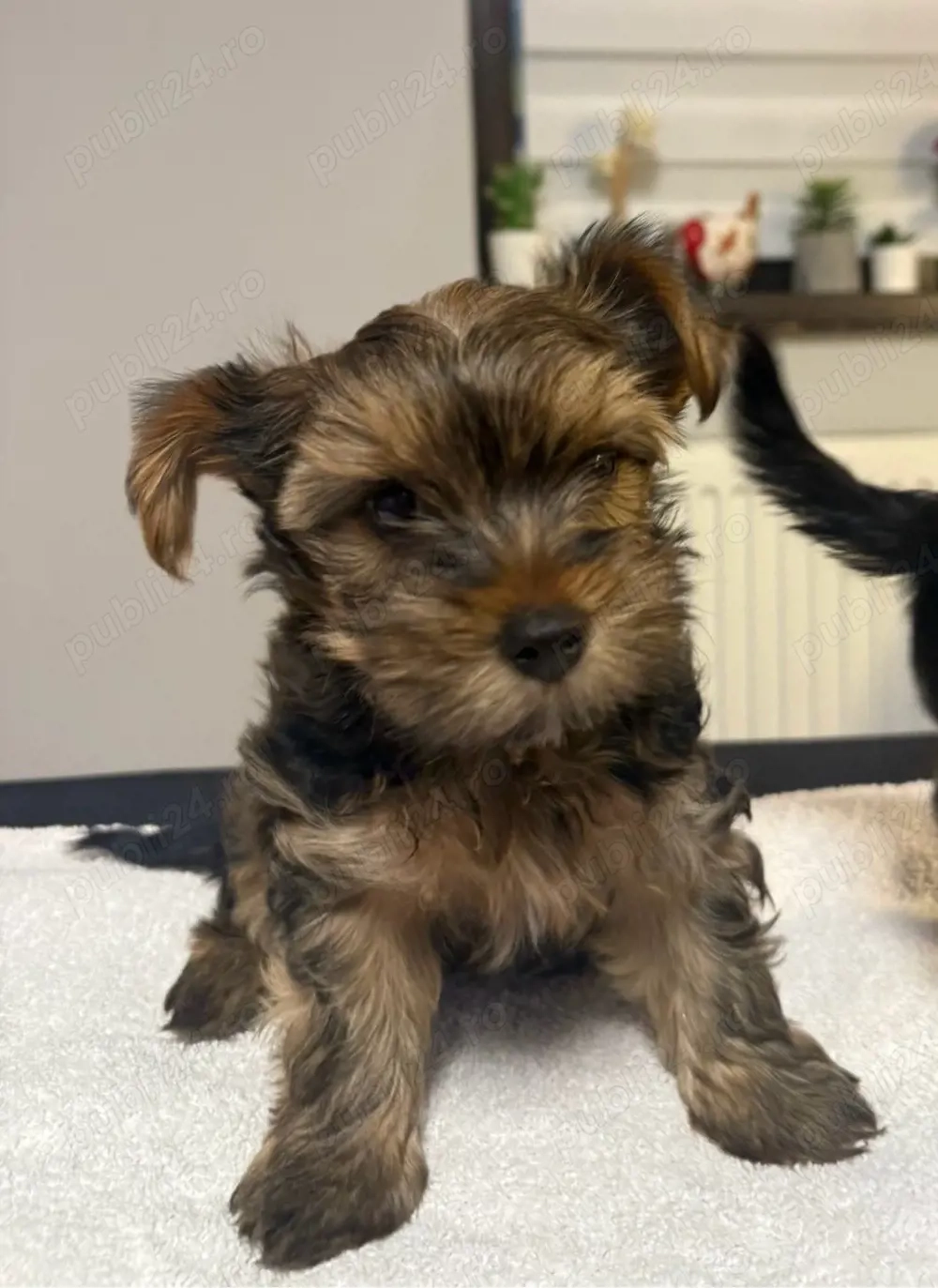 vand  Yorksihre terrier