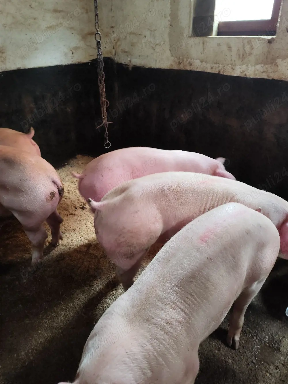 De vanzare purcei godani si porci mari 