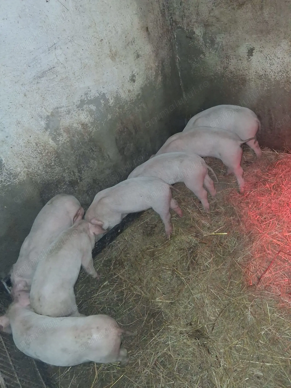 Purcei de vanzare toate marimile 