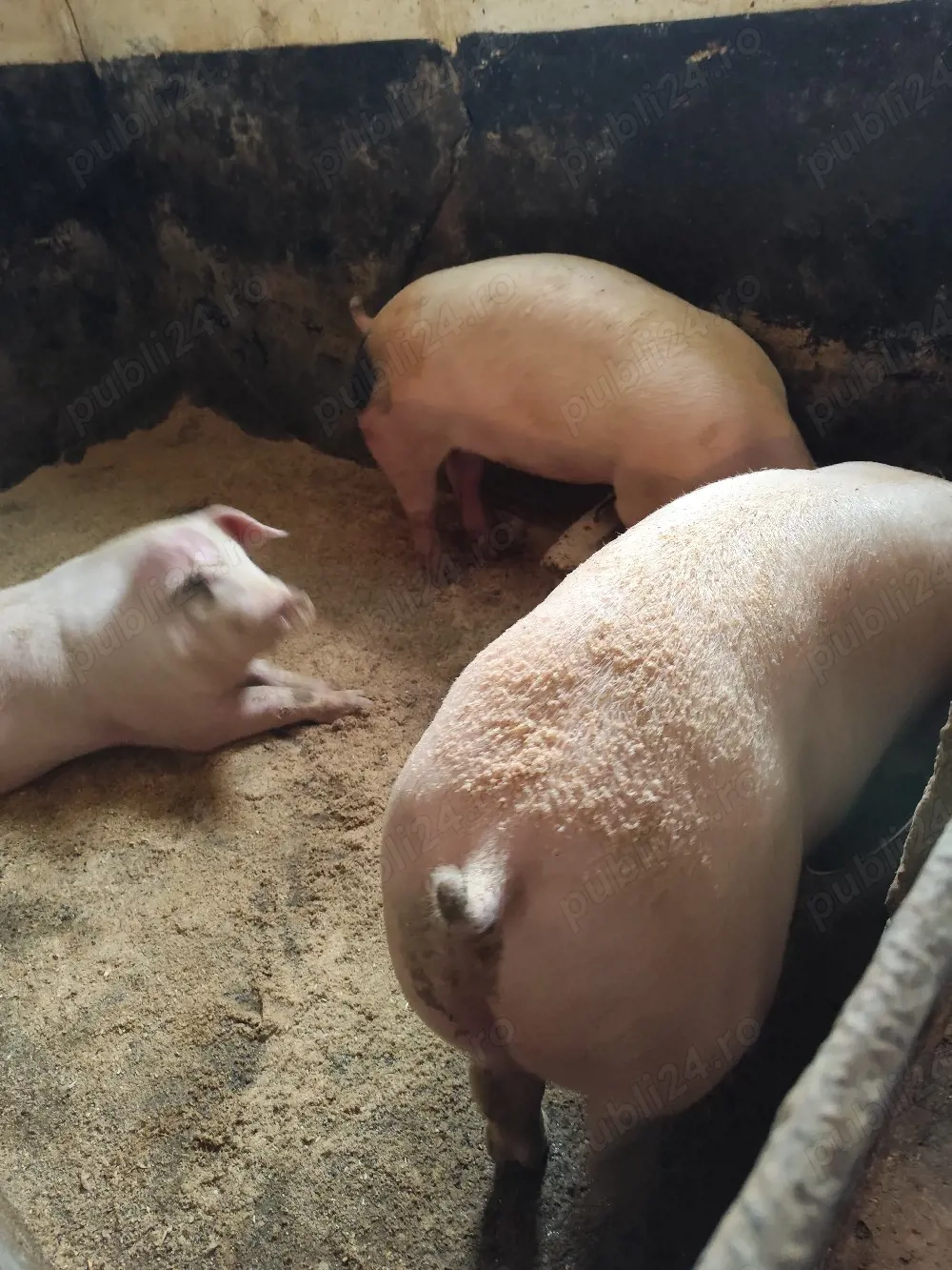 Purcei Godani Porci mari de carne 