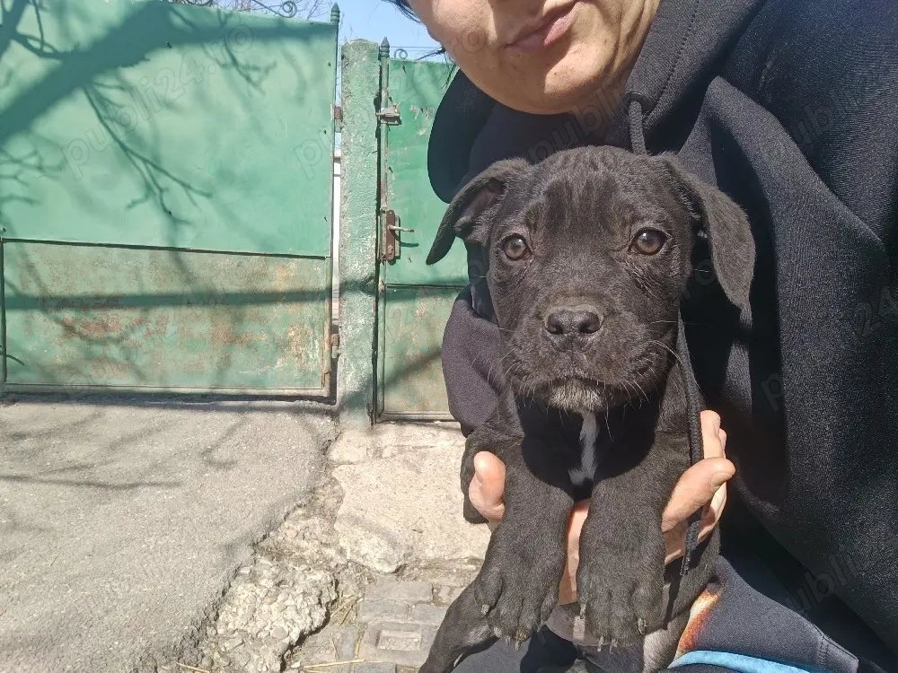 cățeii cane corso 