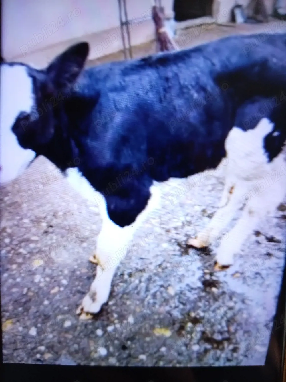 Vind vițel de trei săptămâni trecute 