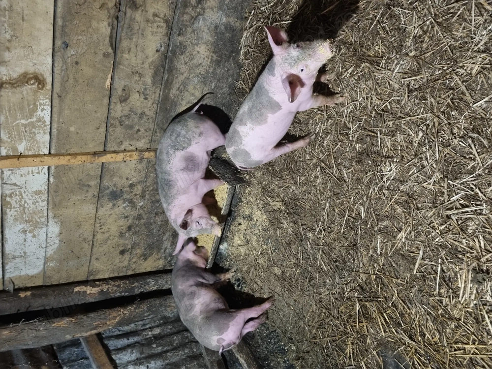 Vand tot ce se vede in imagini