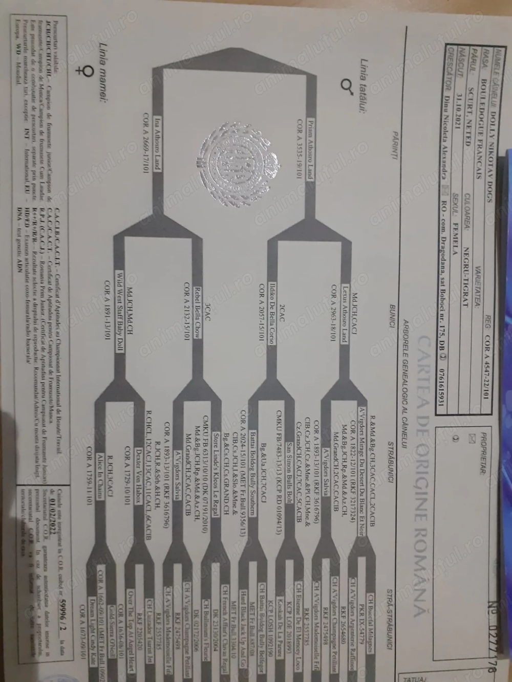 Baietei buldog francez