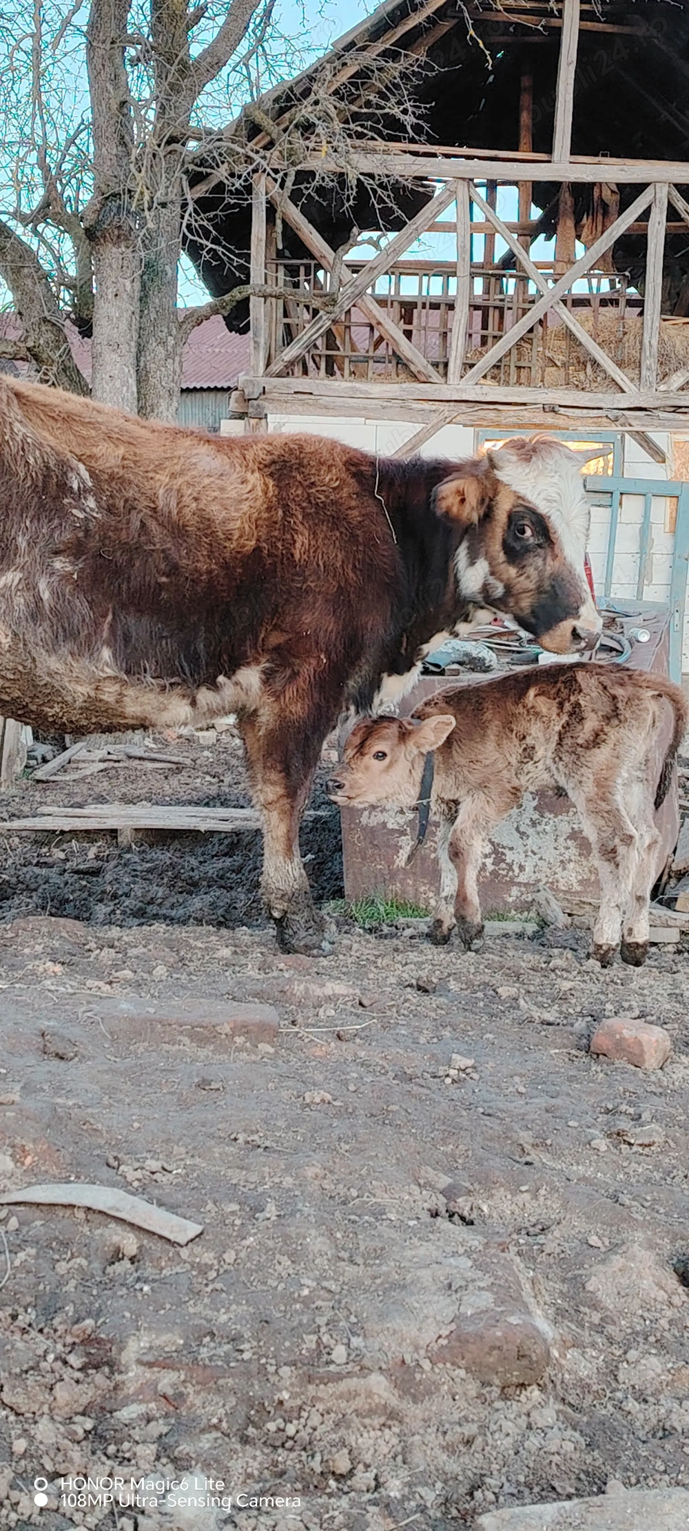 Văcuțe de vânzare 