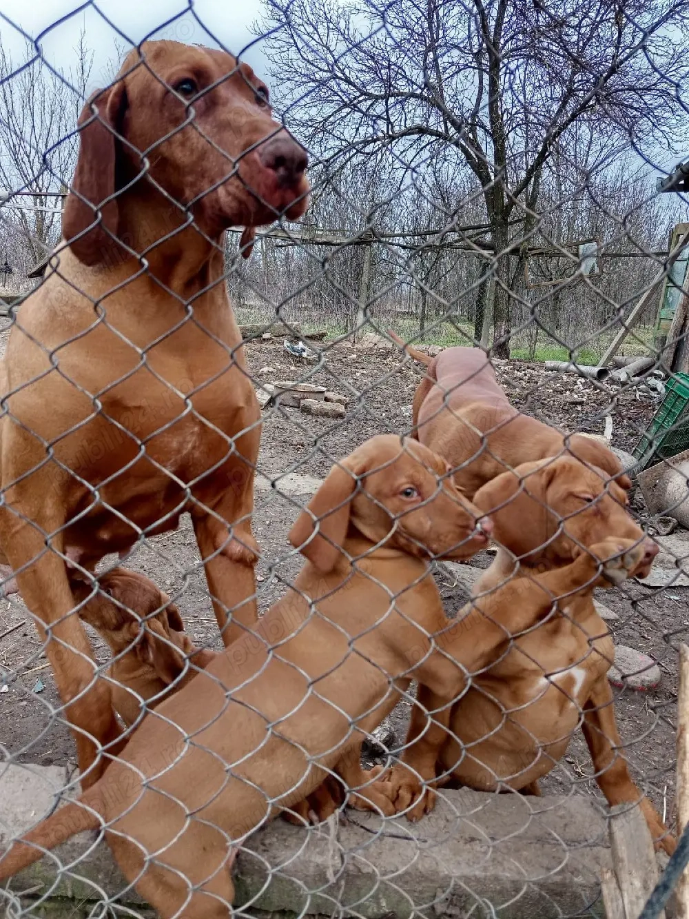 catei vizsla vijla maghiara sau schimb