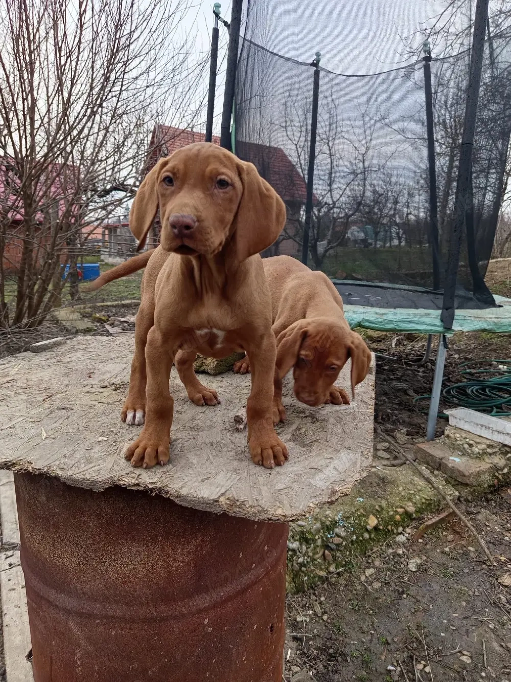 catei vizsla vijla maghiara