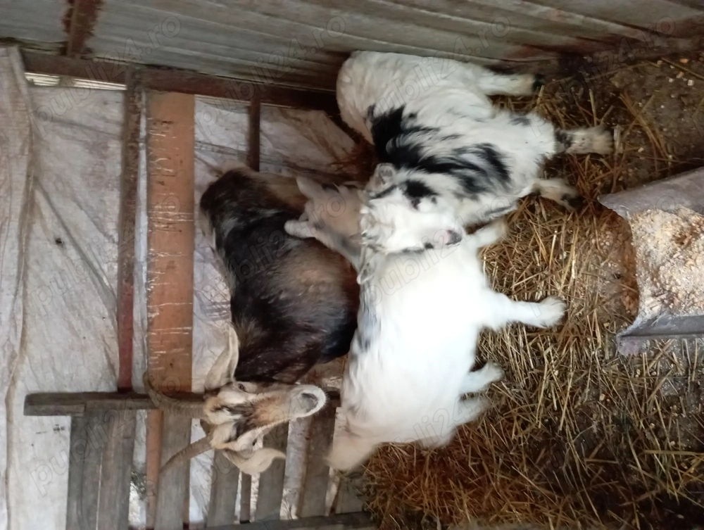 Capre de vânzare metis