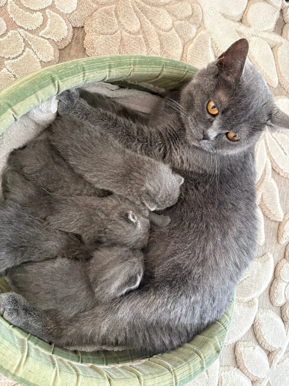 Căutăm căsuță nouă 