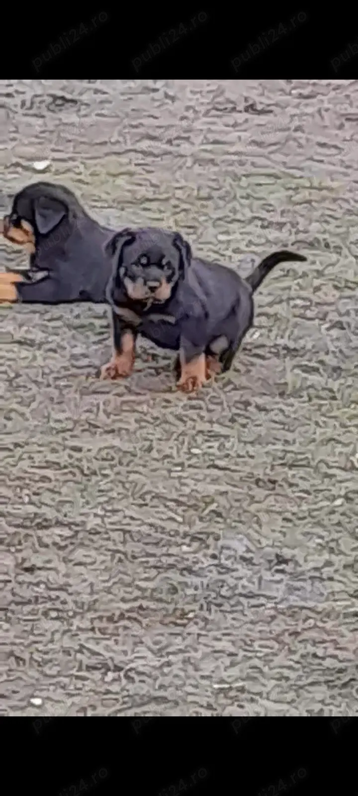 Disponibil catel mascul.