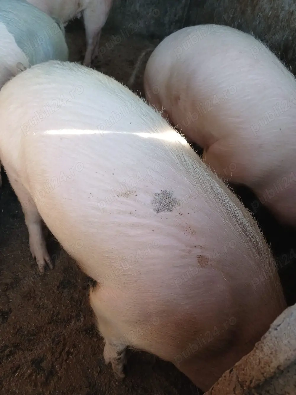 Vând porci de carne   rase Marele Alb, Duroc și Pietrain