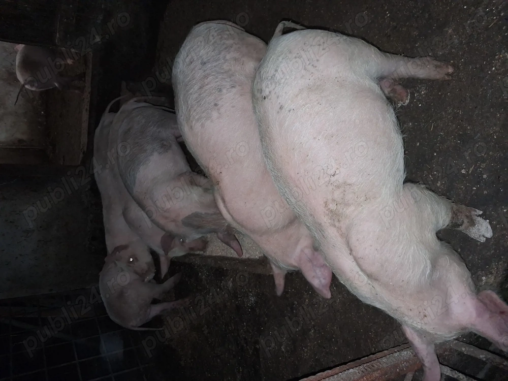 Purcei de carne cu duroc 