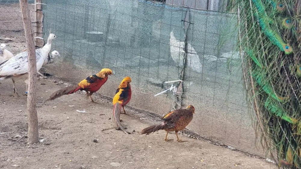 vând  fazani auriu pe roșu 