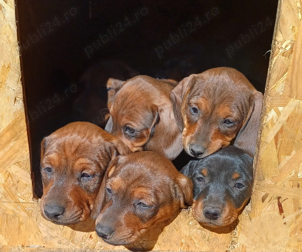 Puiuti teckel standard 