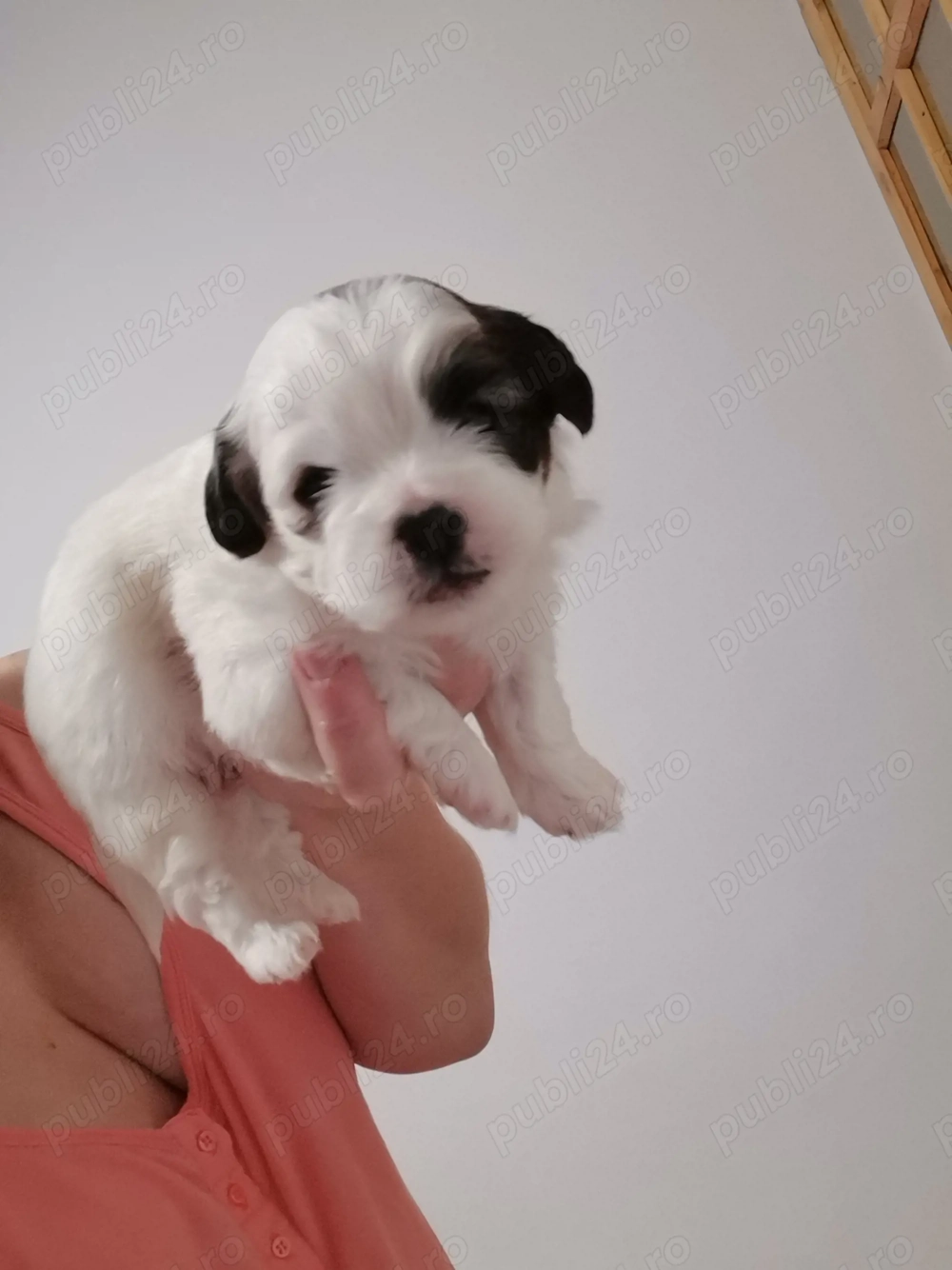 Vand catelusi rasa shitzu Pura 