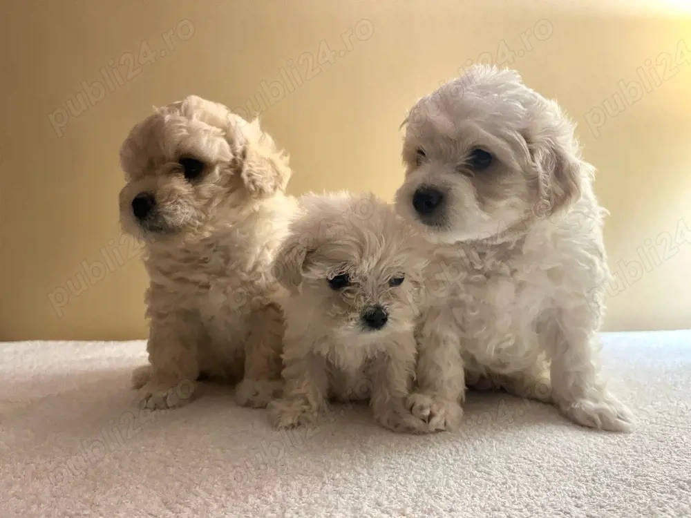 Vând bichoni maltez