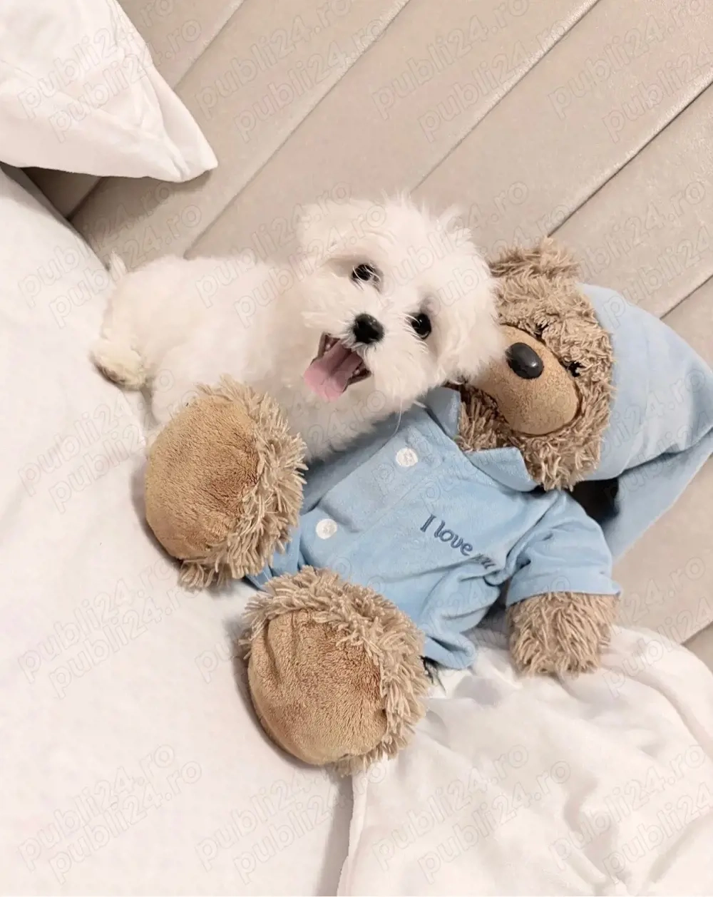 bichon maltez alb 2 luni