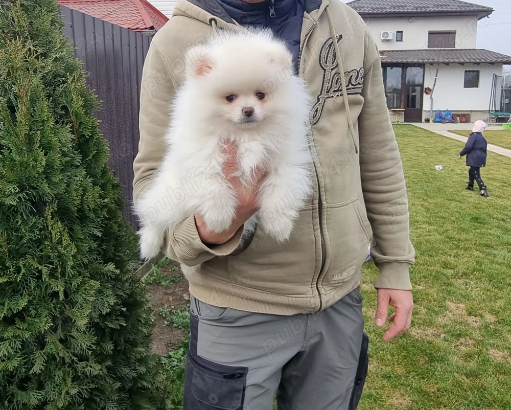Pui Pomeranieni Mini Spitz