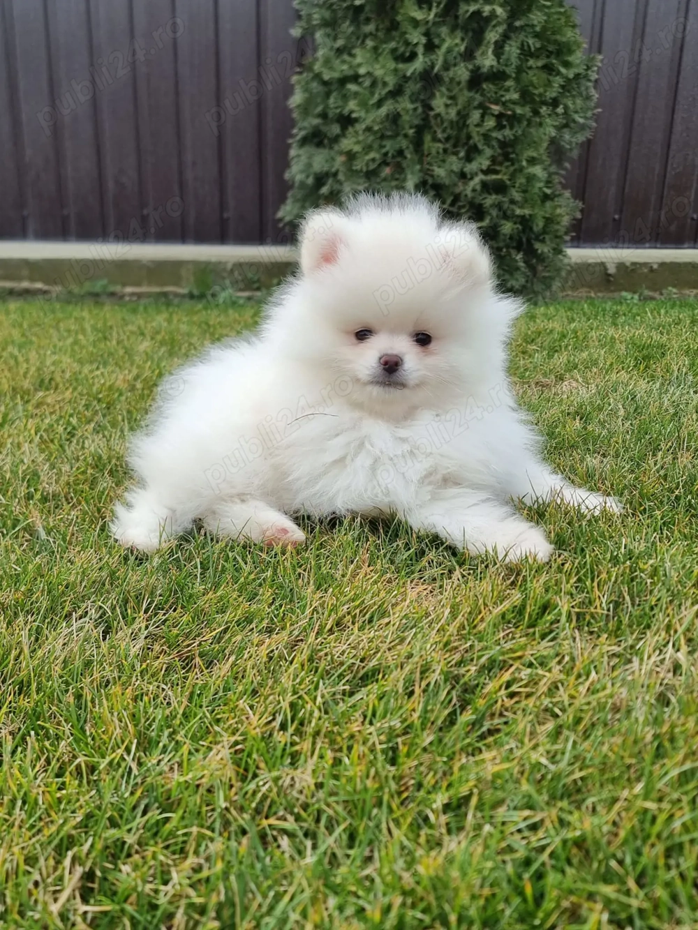 Pui Pomeranieni Mini Spitz