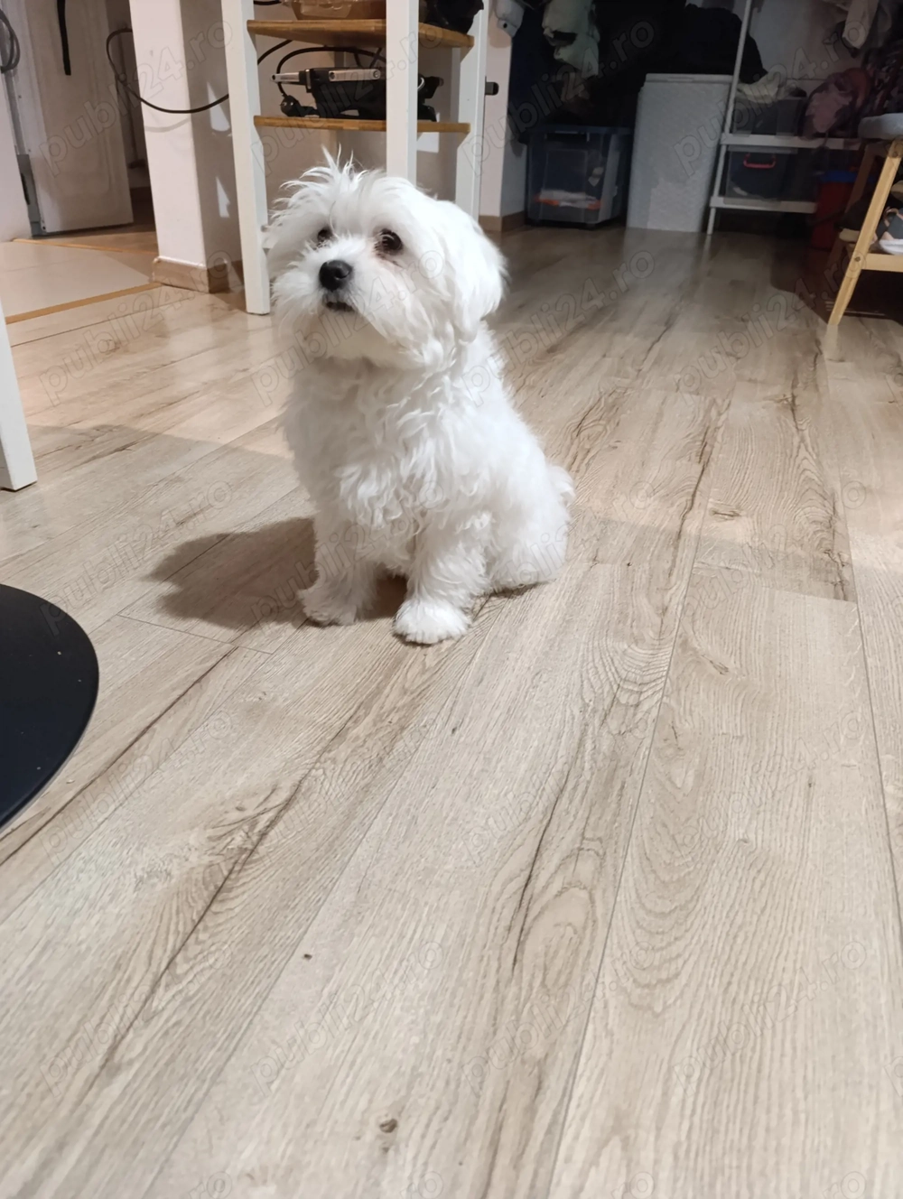 Bichon maltese 