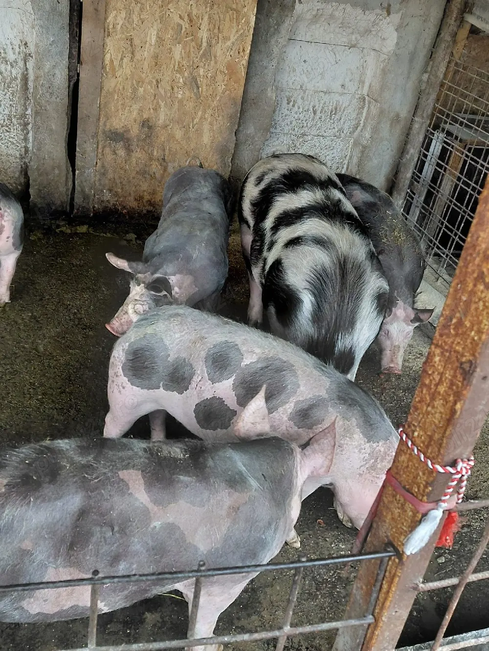 vând purcei de rasa