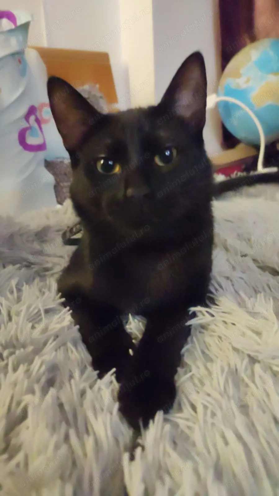 Simba, un bulgaras plin de iubire