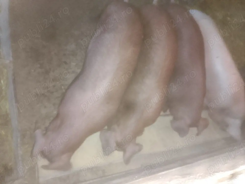 Disponibile 3 Scrofițe DUROC Pur 55 60 kg și un mascul MARELE ALB 