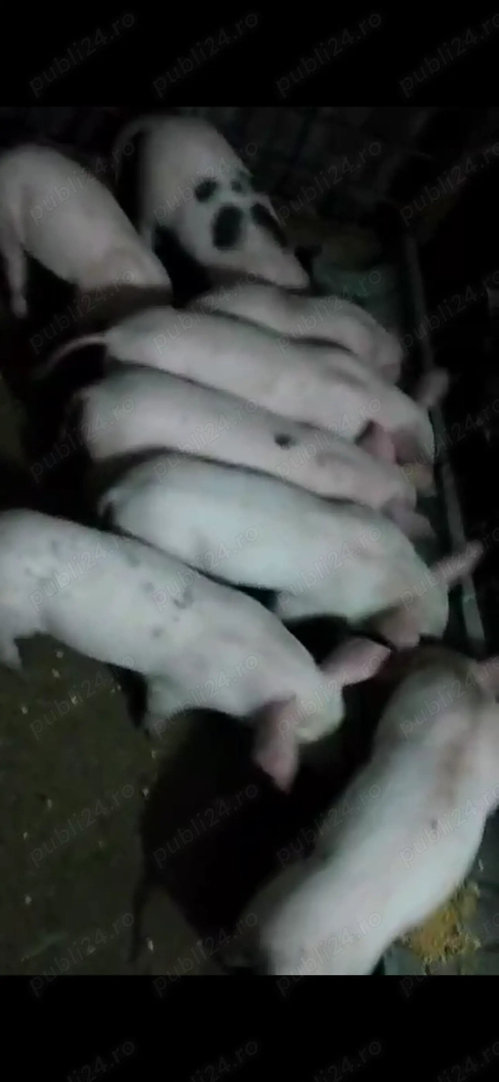 Porci de 7 saptamani 