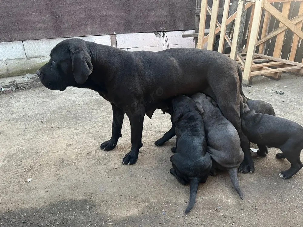 Disponibila catelusa CaneCorso