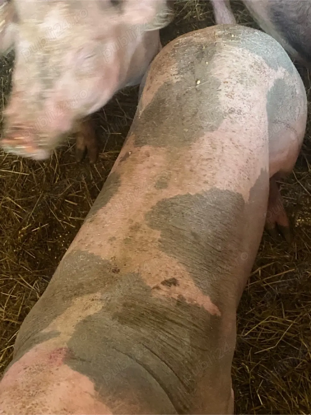 Vand 5 scroafe Pietrain Belgian 