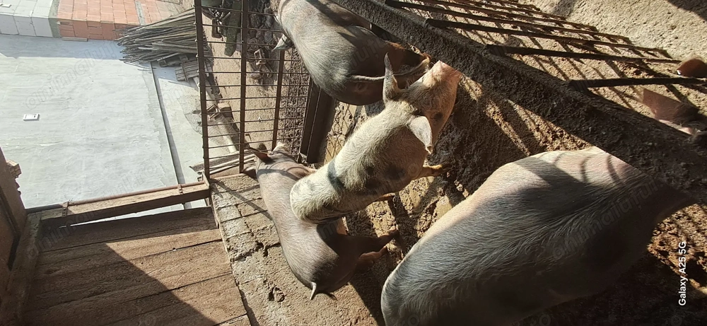 Vand purcelusa pentru prasila