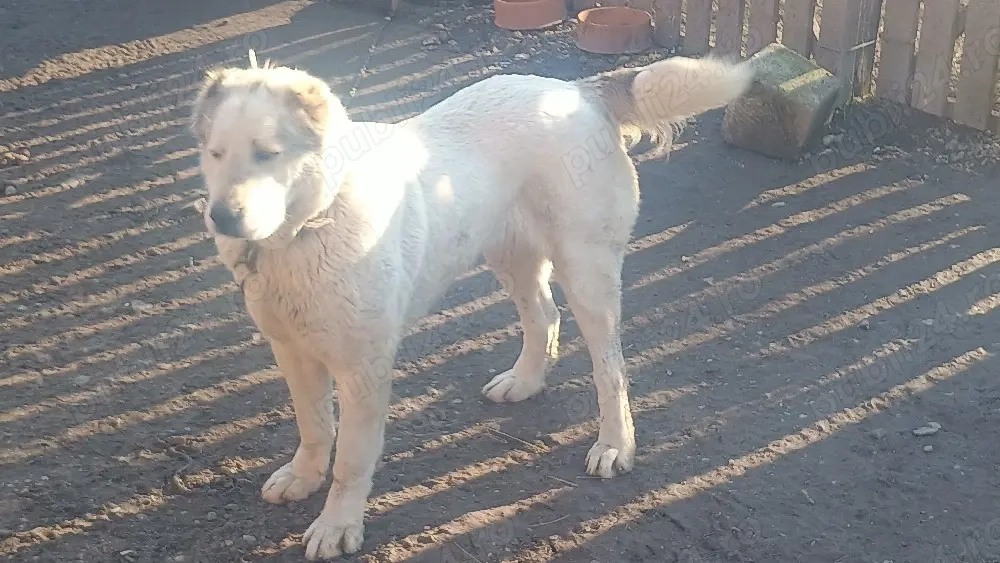 vând femelă Asia Centrală 