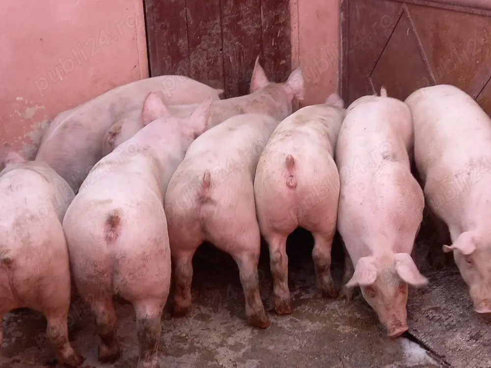 soldani pik 50-60 kg