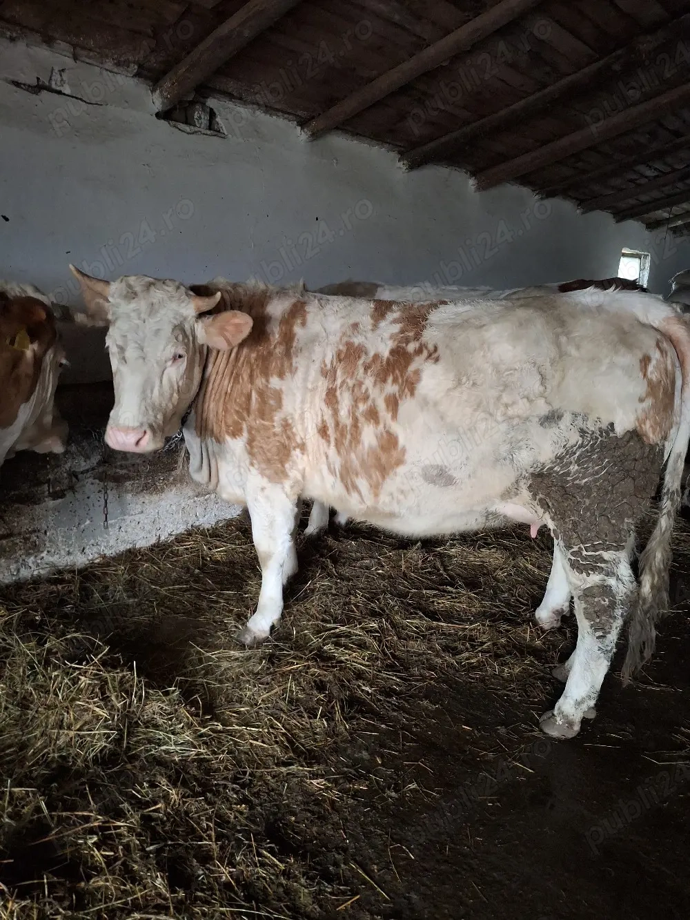 Vițea bălțată românească de vânzare 