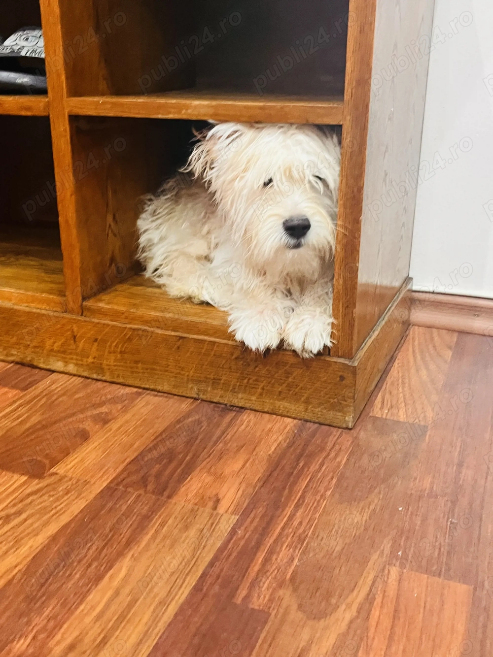 Bichon maltez 6 luni