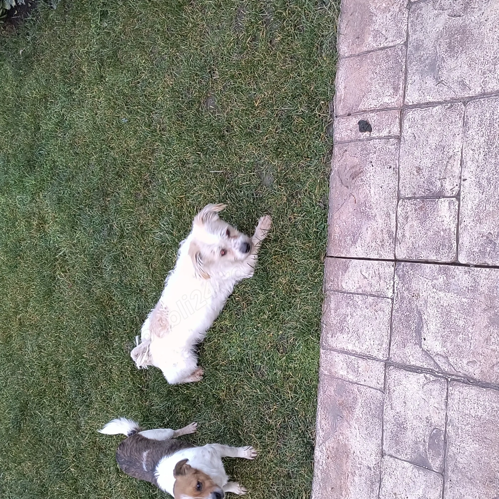 Cățel bichon de un an 