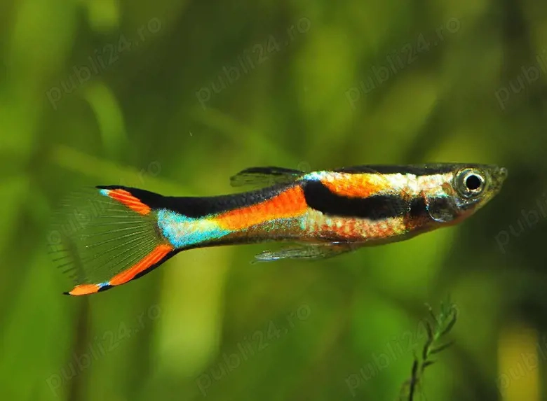 Vand Guppy Endler Black Bar - Poecilia wingei 