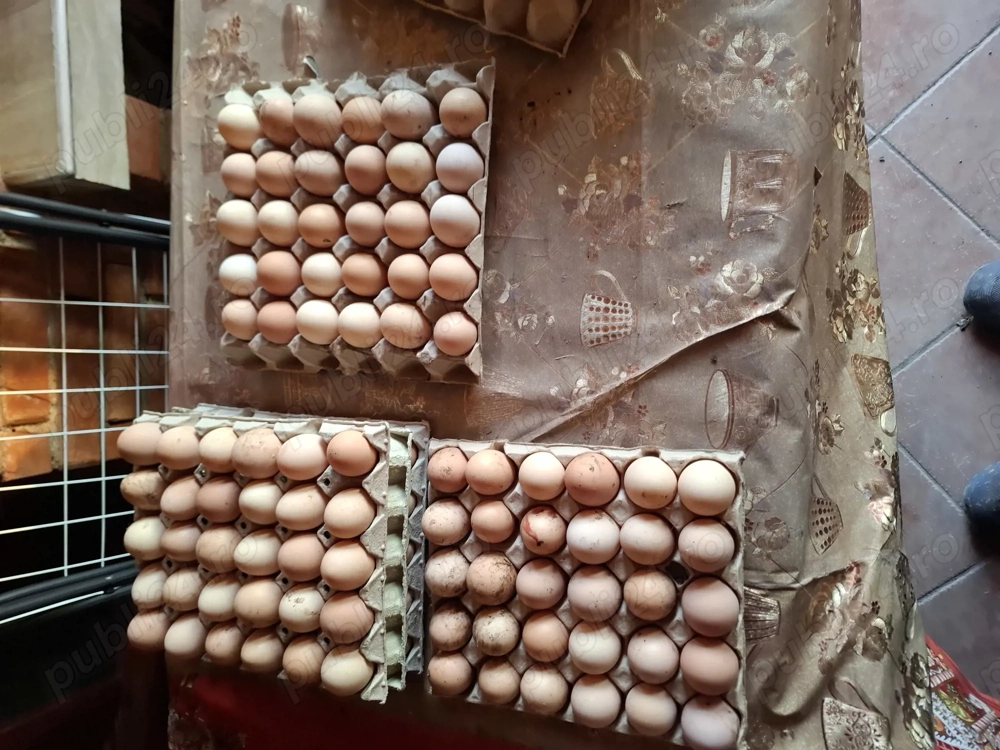 Ouă De Vânzare  de țara. 