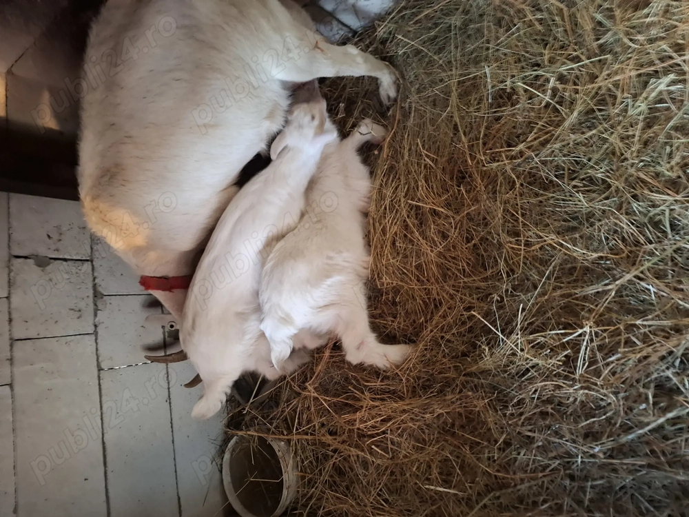 Avem Iezii  pentru  sacrificiu de  Paște!