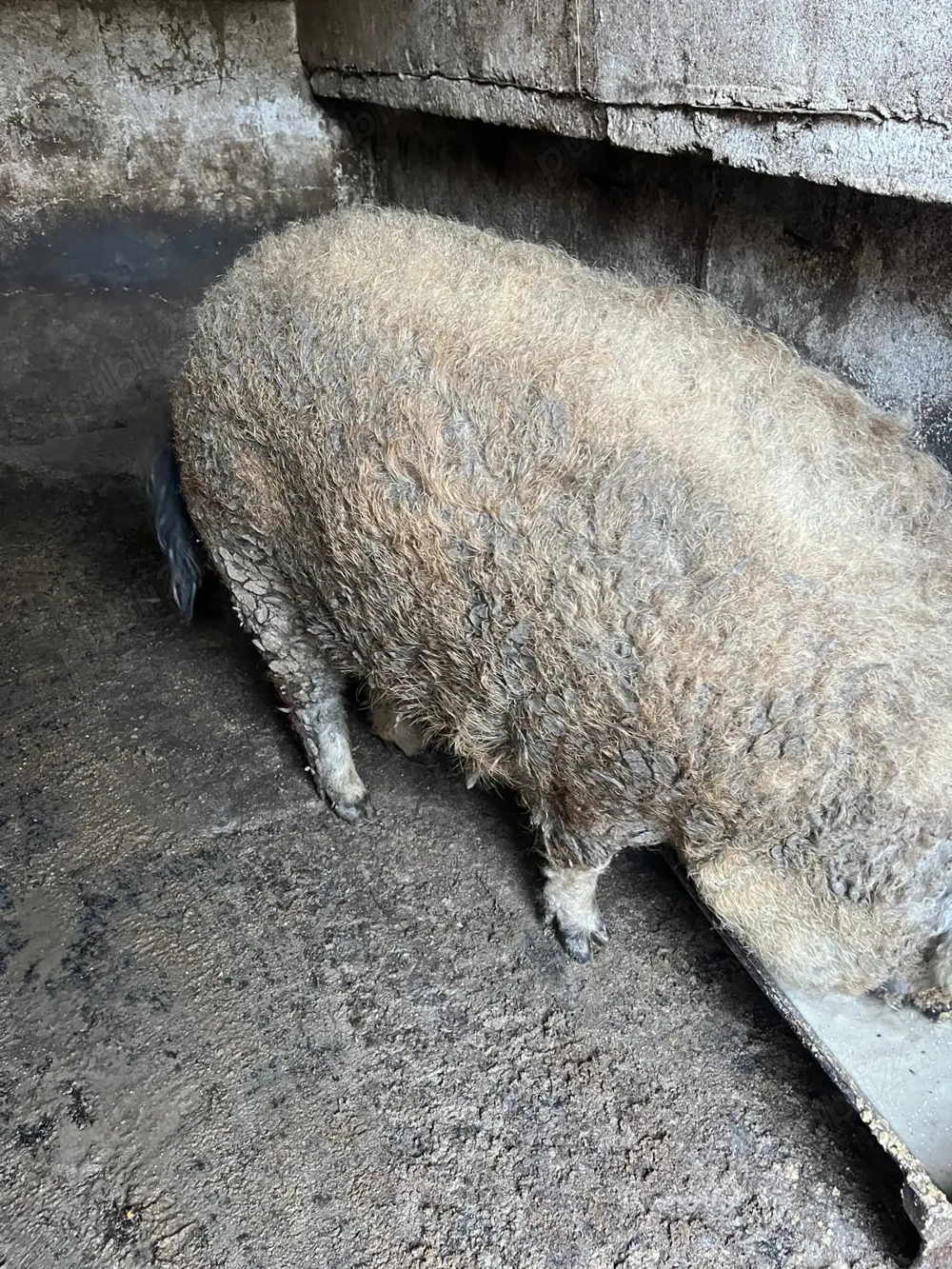 Vand mangalita Porc mangalita