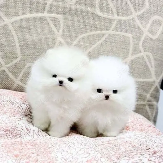 Pomeranian boo tip ursuleț
